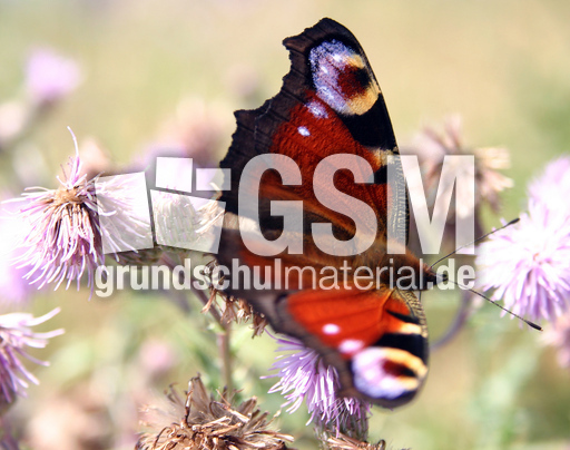 Tagpfauenauge-1.jpg